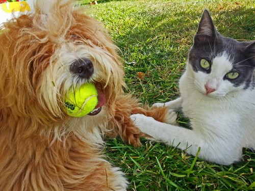 13 mit Katze500