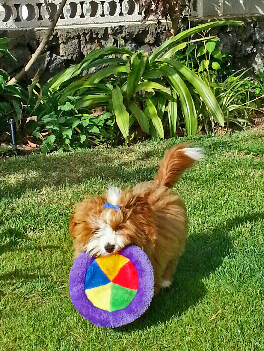 14 Frisbee 1