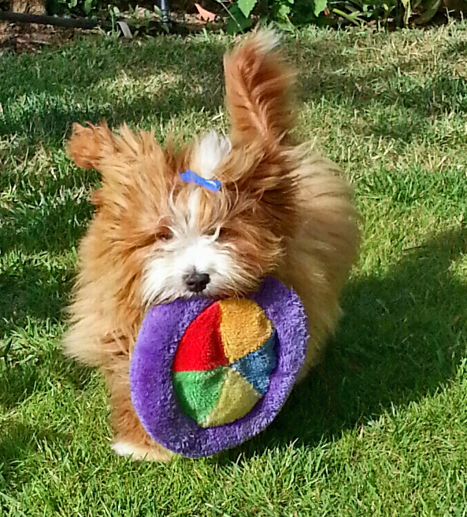 15 Frisbee 2