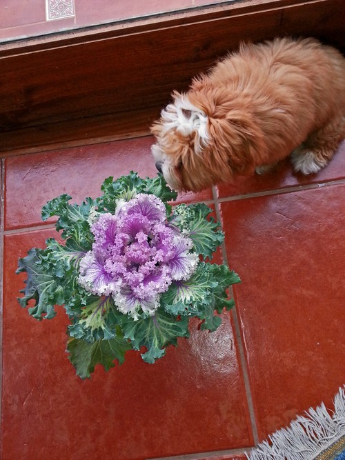 1B Blume Mrz 14500 1B Blume Mrz 14500