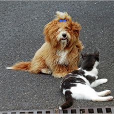 32 Katze 2