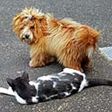32 Katze 3