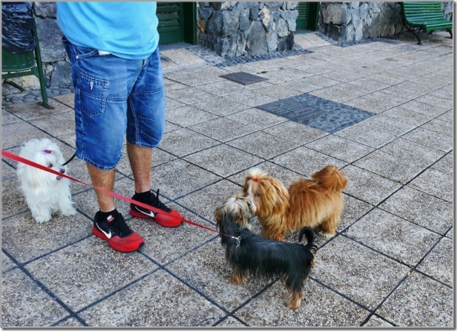 33 Hundebekanntschaften