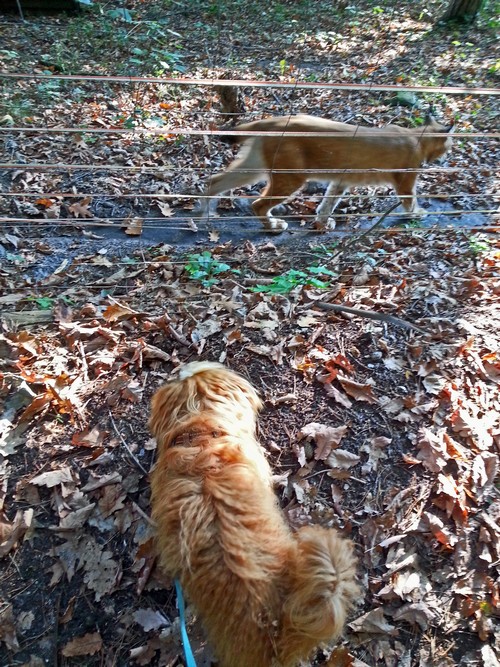 44 Luchs500