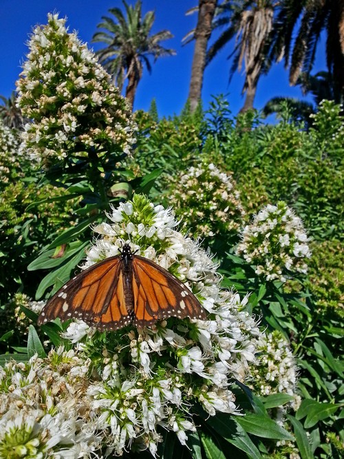 7 Monarch Mrz 14500