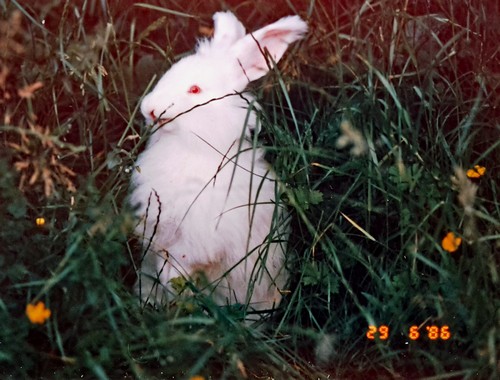 Angora 1500