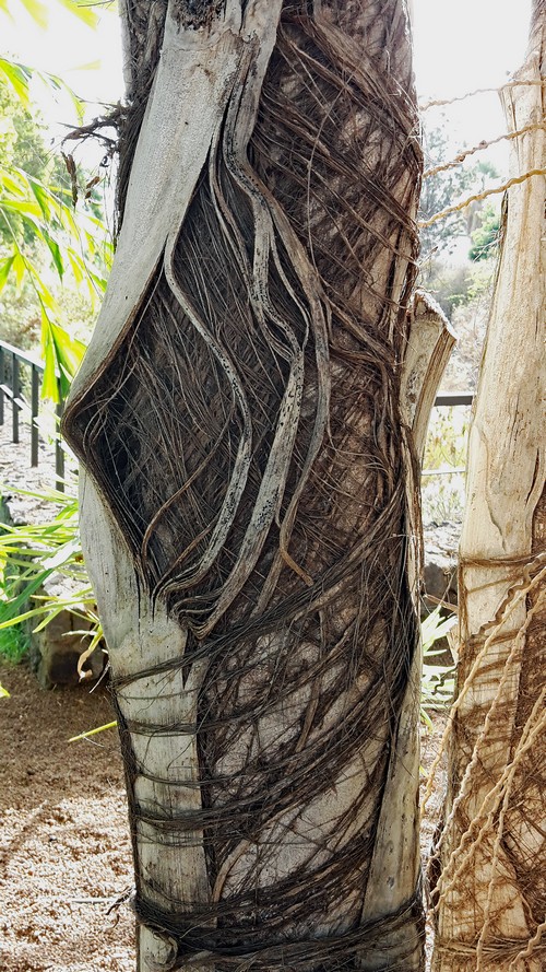 Baum kunst Taoro500