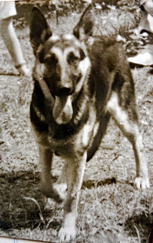 Bella500