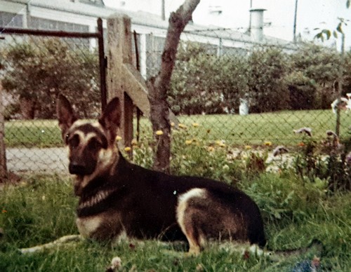 Bella liegt in unserem Garten500