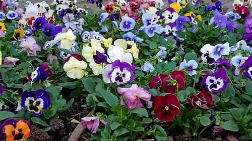 Blumen 1500