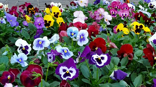 Blumen 2500
