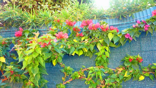 Bougainvilla500