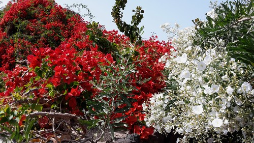 Bougainvilla und weisse500