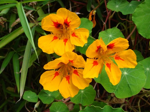 DSC00755500