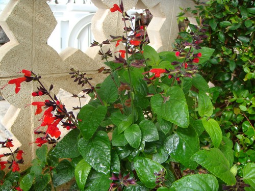 DSC01768500