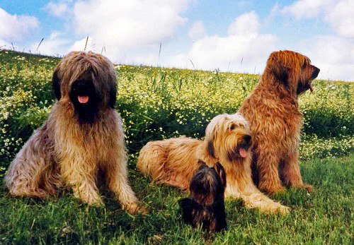 Denis, Amadeus, Colline, Cadou b500