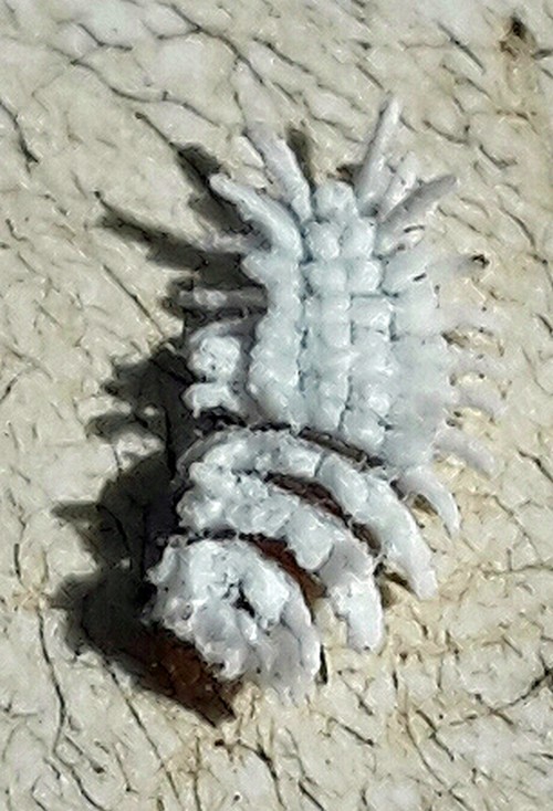 Flokati Raupe500