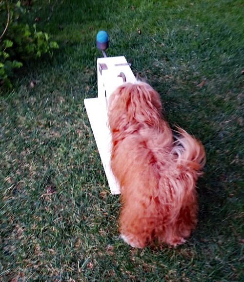 Flyball500
