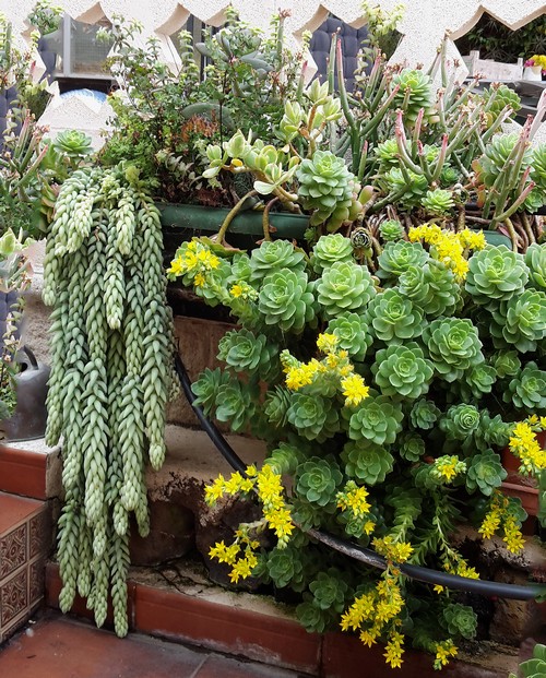 Garten500