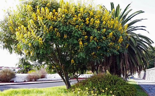 Gelber Baum beim Bot. GArten500