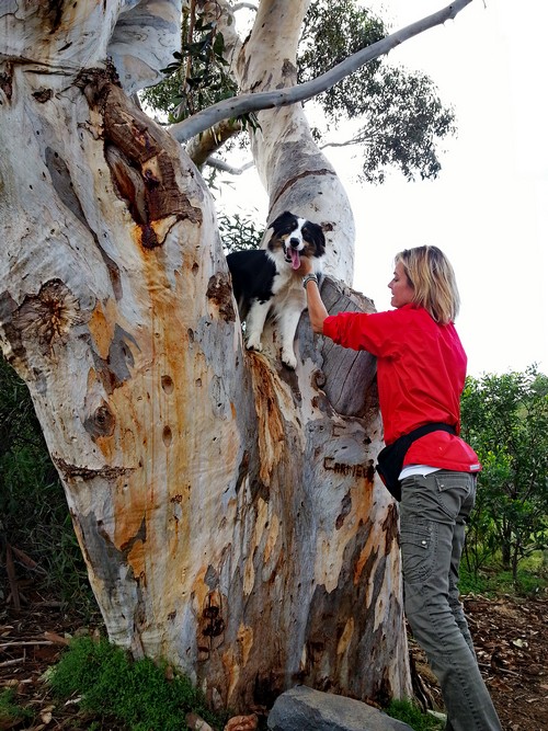 Gracie im Baum500