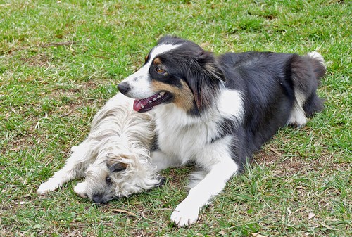 Gracie und Kessie500