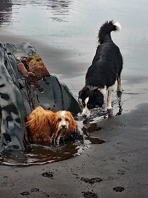 Gracie und Simba am Strand500