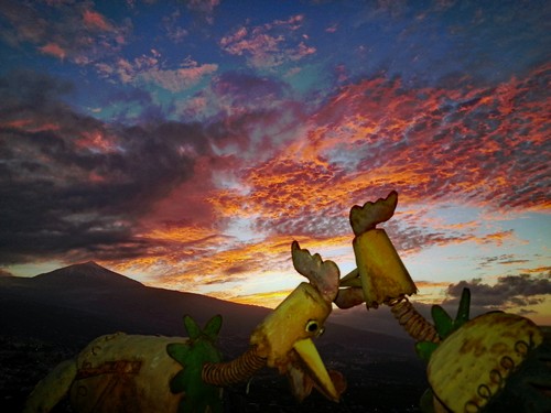 H�hner mit Teide500