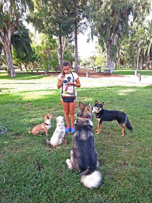 Hunde um Yessica500