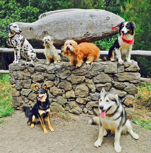 Hundegruppe am Fisch500