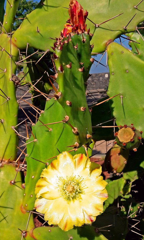 Kaktee Jardin playa500