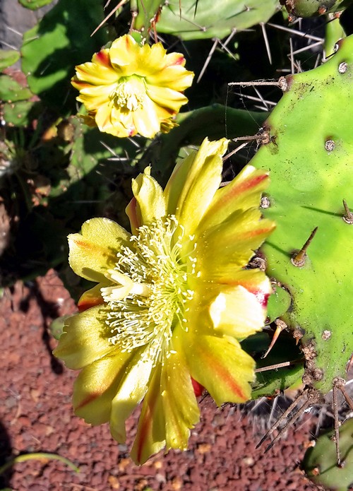 Kaktee Jardin playa 2500