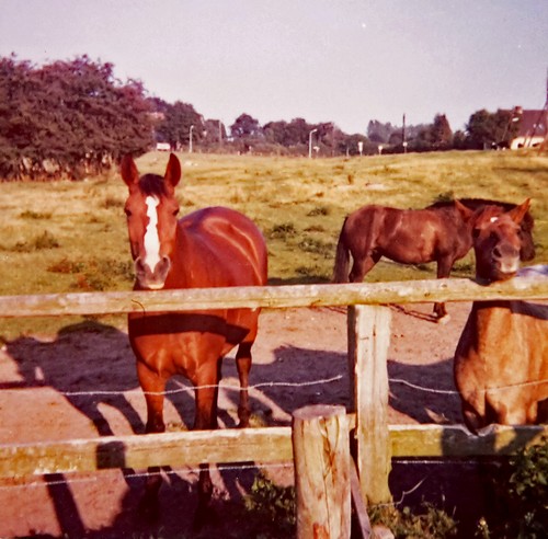 Katja 1500