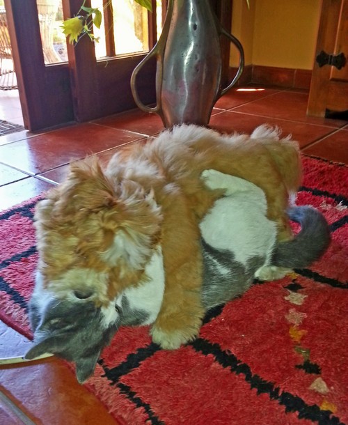 Katze 1 Febr 14500