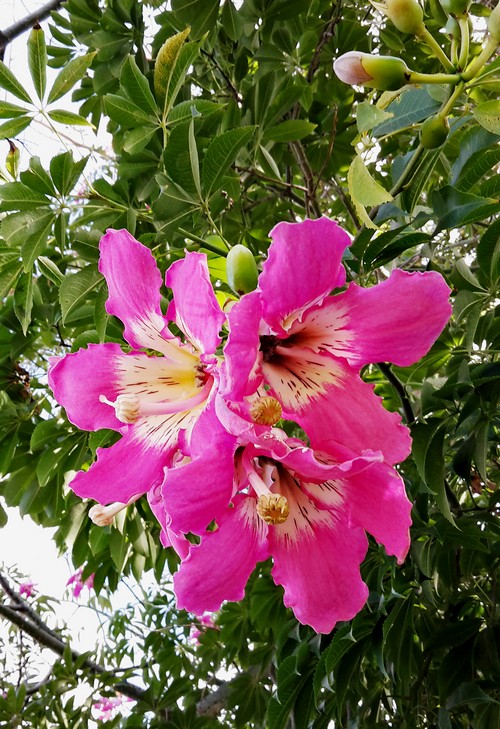 Lila Baum500