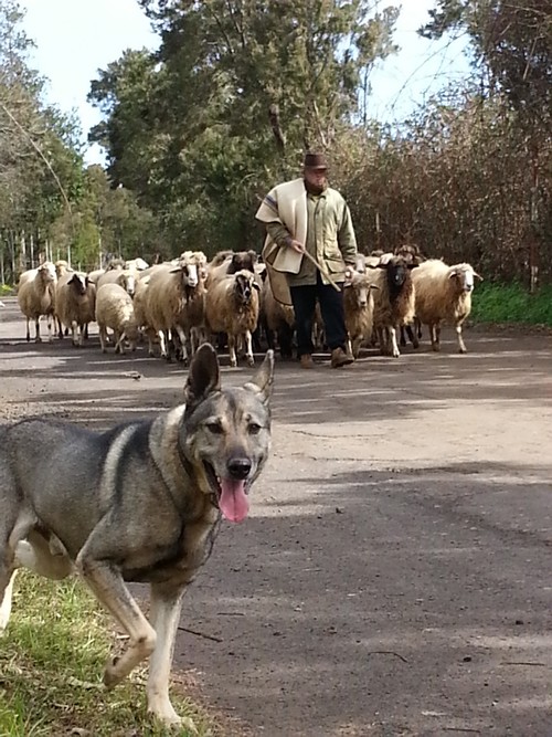Lobo de Hierro