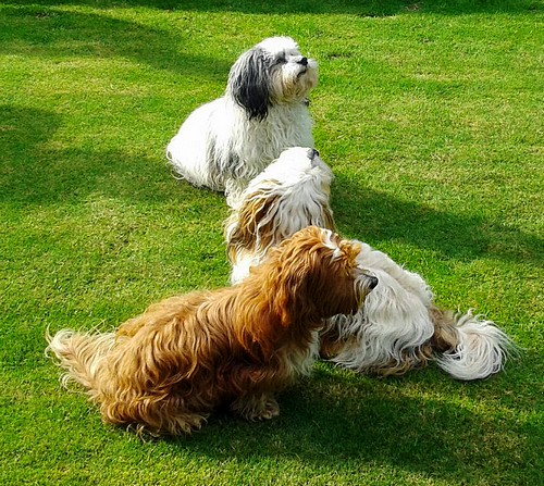 Lotta und Schwester500