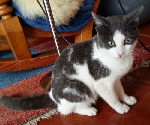 Mandy 2500