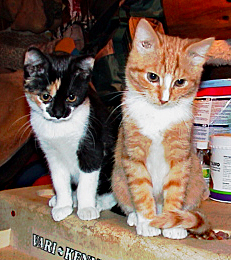 Milli und Turbo