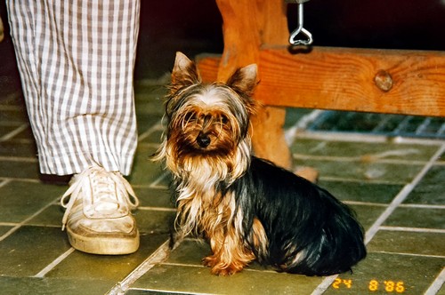 Mini Yorkie einj�hrig500