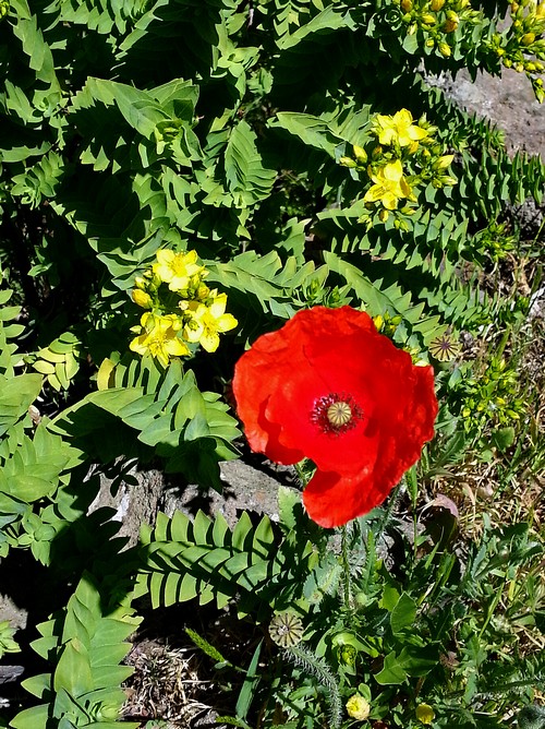 Mohn und gelb500