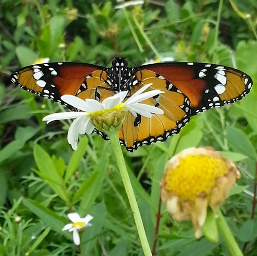 Monarch500