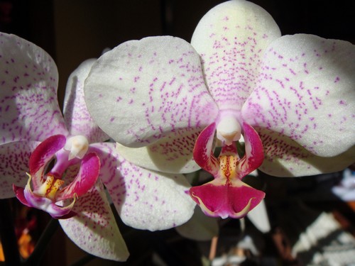 Orchidee weiss500