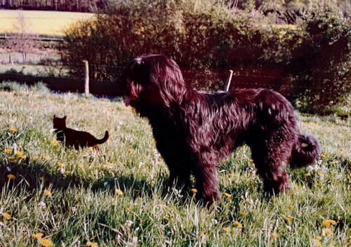 Othella  und Yogi500