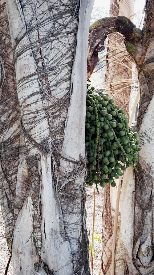 Palme Taoro500