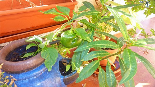 Paprika500