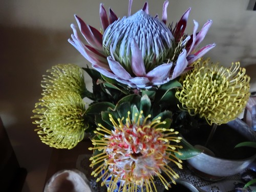 Protea-Strauss Geburtstag 2013500