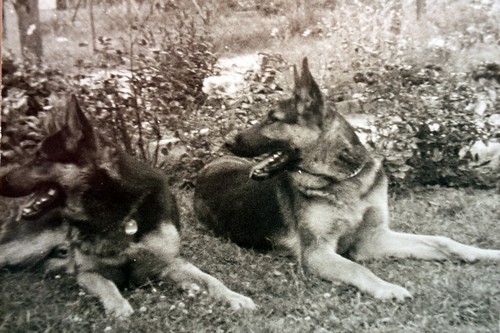 Rontu und Bosto500