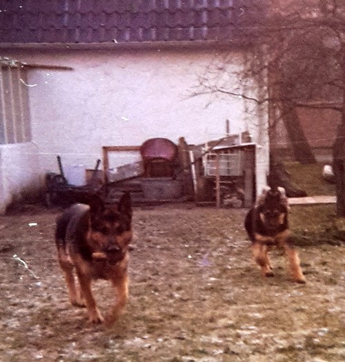 Rontu und Trixie500