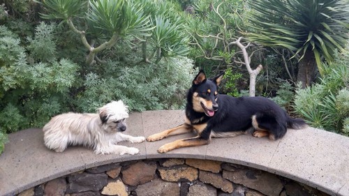 Roxi und Carlos500